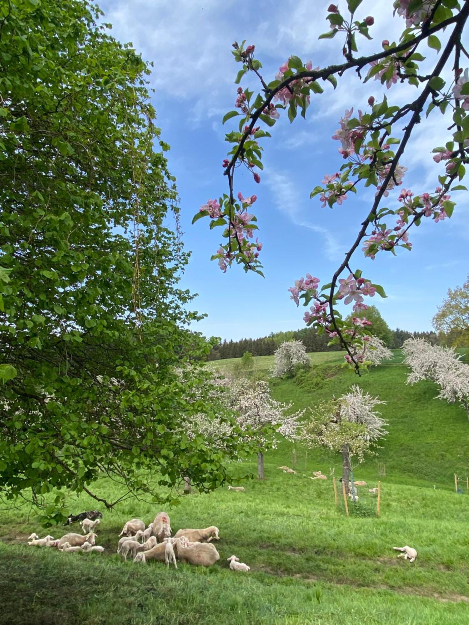 Klostergasthof Roggenburg Eksteriør bilde